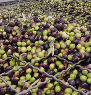 Olives ready for crushing